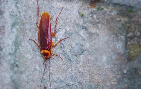 american-cockroach-on-a-rock