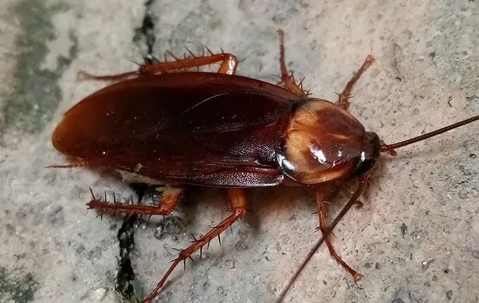 Cockroach