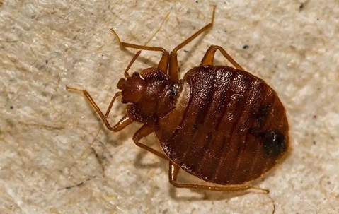 bed-bug-crawling-on-fabric