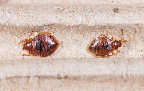 bedbugs