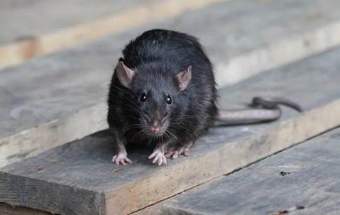 black-rat-on-pallet