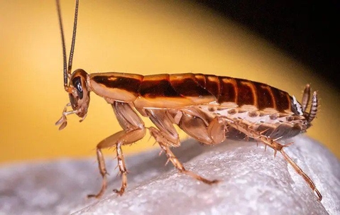 German Cockroach