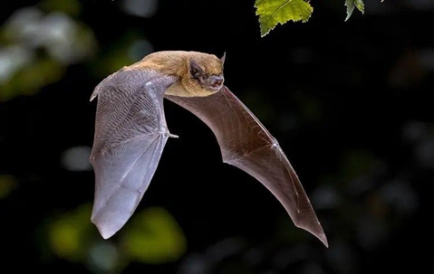 Bat