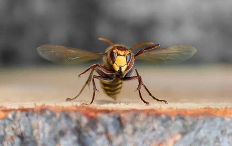 Wasp