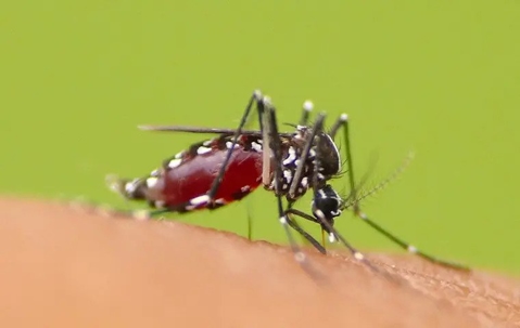 Mosquito