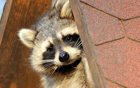 Raccoon