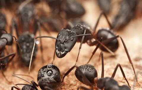 Carpenter Ants