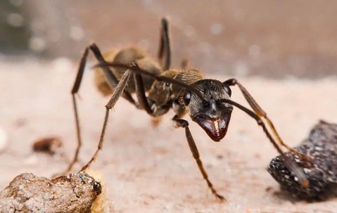 Ant