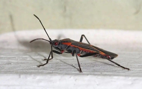 Boxelder Bug