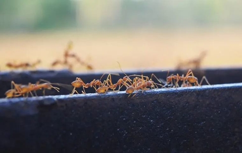 fire ants crawling on a bench