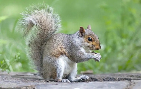 gray-squirrel