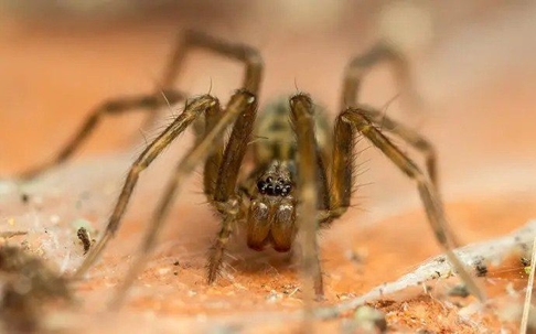 house-spider-crawling-in-a-basement