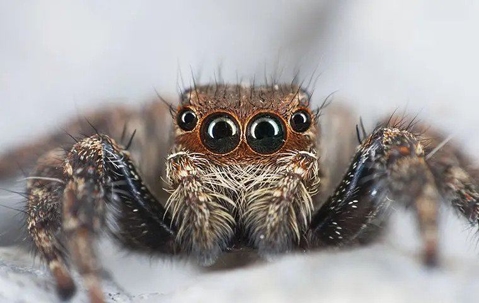 jumping-spider-crouching