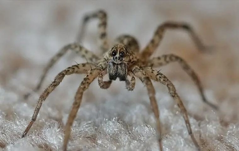 wolf spider