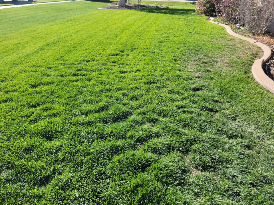 Before and After Reseeding Before