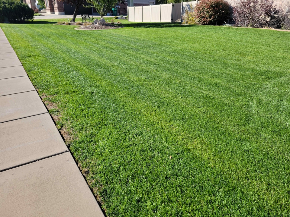 Before & After Reseeding Before