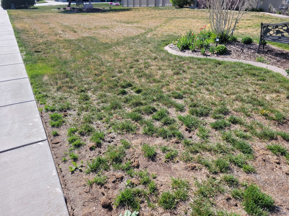 Before & After Reseeding Before