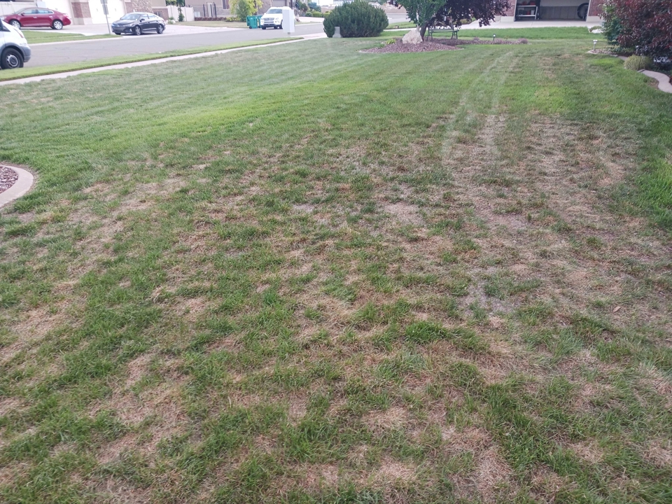 Before and After Reseeding Before