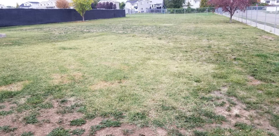 Before & After Lawn Care Before