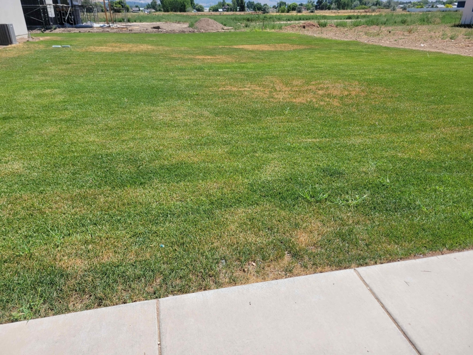 Before and After Lawn Care Before