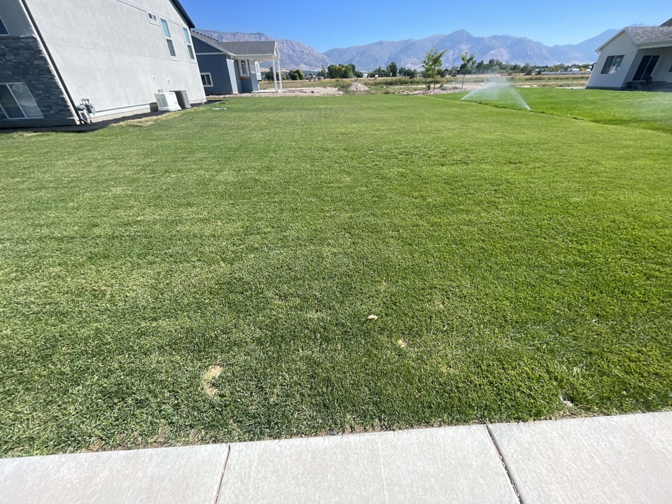 Before and After Lawn Care Before