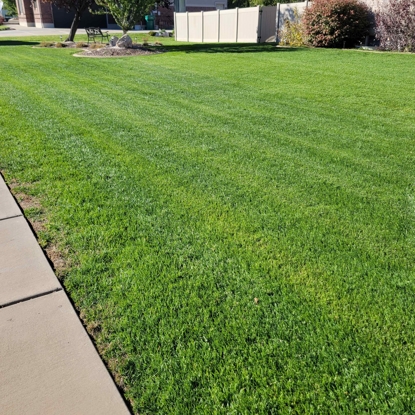 Before & After Reseeding After