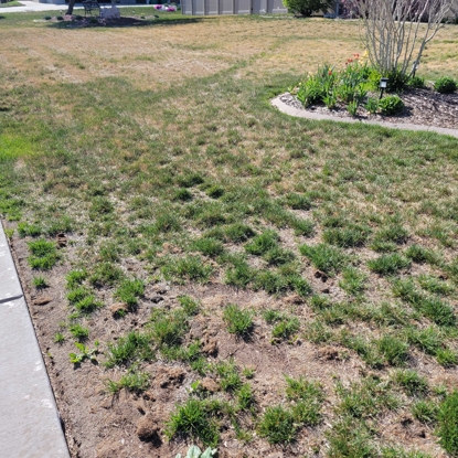Before & After Reseeding Before