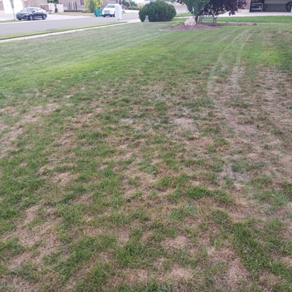 Before and After Reseeding Before