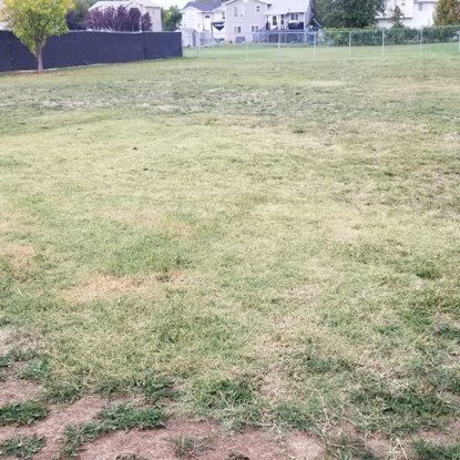 Before & After Lawn Care Before