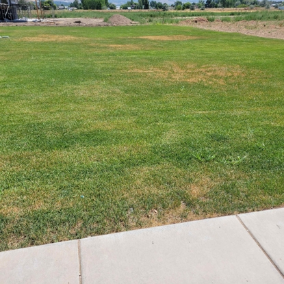 Before and After Lawn Care Before