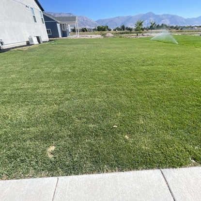 Before and After Lawn Care After