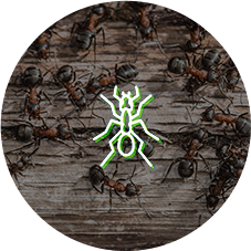 Ants Ants