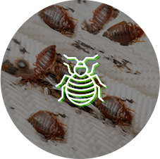 Bed Bugs Bed Bugs