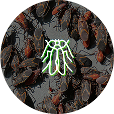 Boxelder Bugs Boxelder Bugs