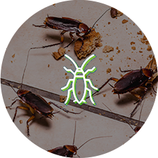 Cockroaches Cockroaches