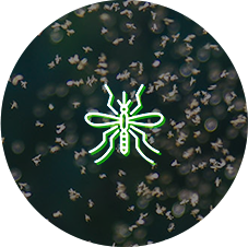 Mosquitoes Mosquitoes