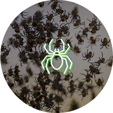 Spiders Spiders
