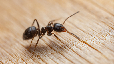 Ants