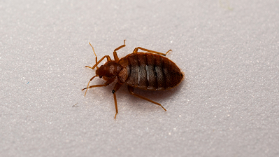 Bed Bugs