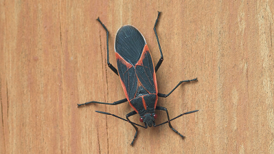 Boxelder Bugs