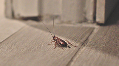 Cockroaches