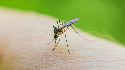 Mosquitoes