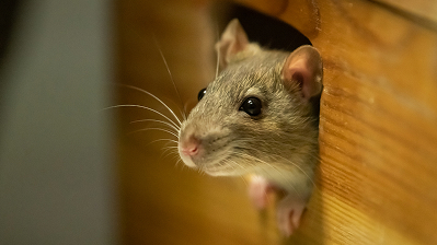Rodents