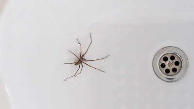 Spiders