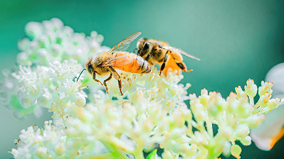 Stinging Insects