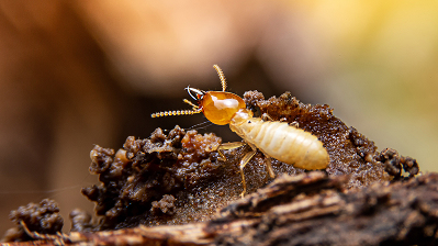 Subterranean Termites
