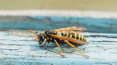 Wasps