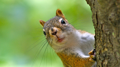 Wildlife