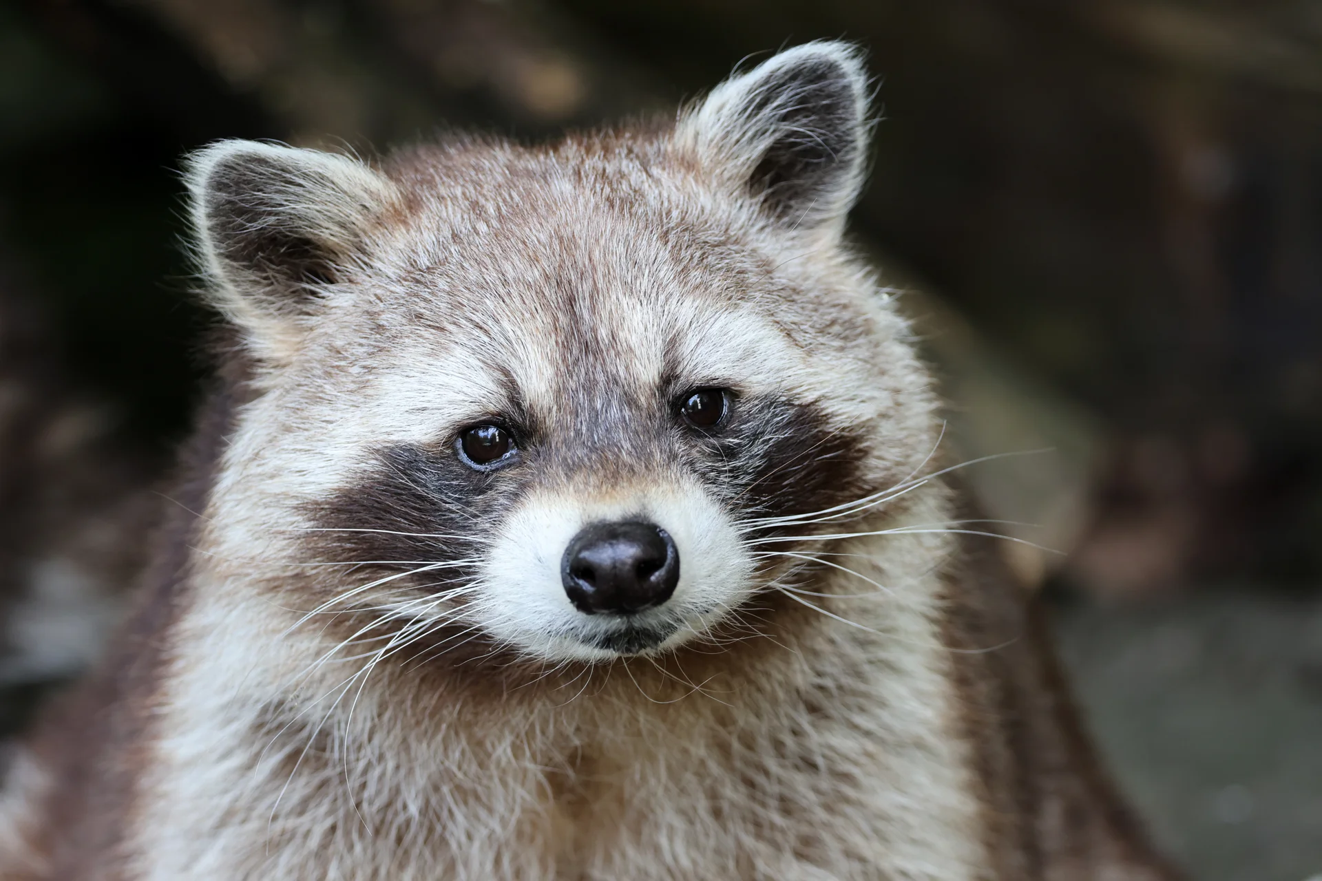 Wildlife
